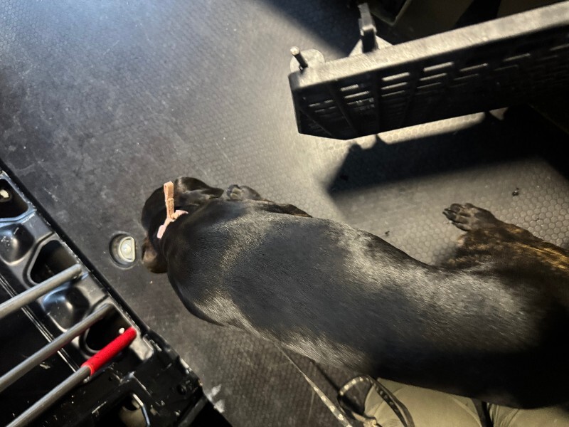 View Nova Lynn the Dog Photo #4