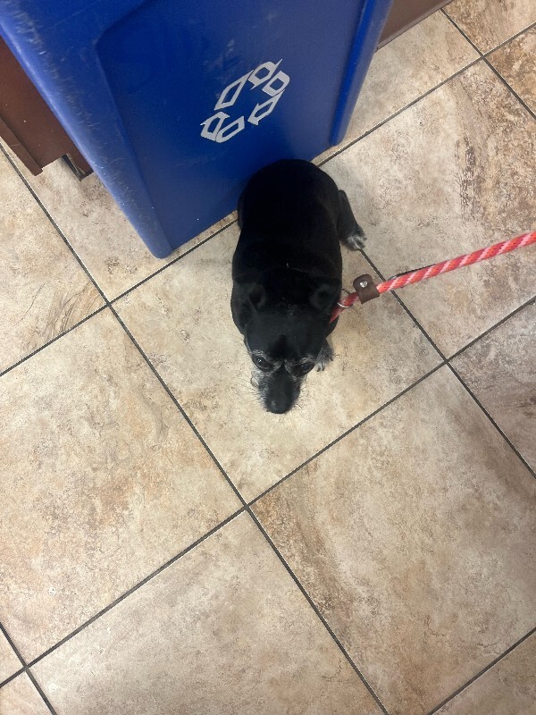 View Benz the Dog Photo #4