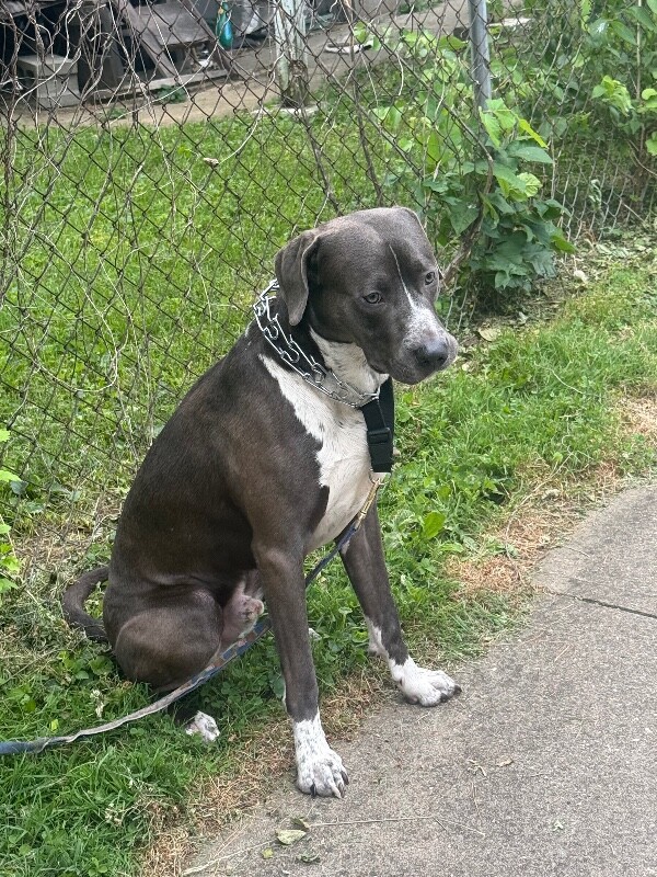 View Quarter Pounder the Dog Photo #2