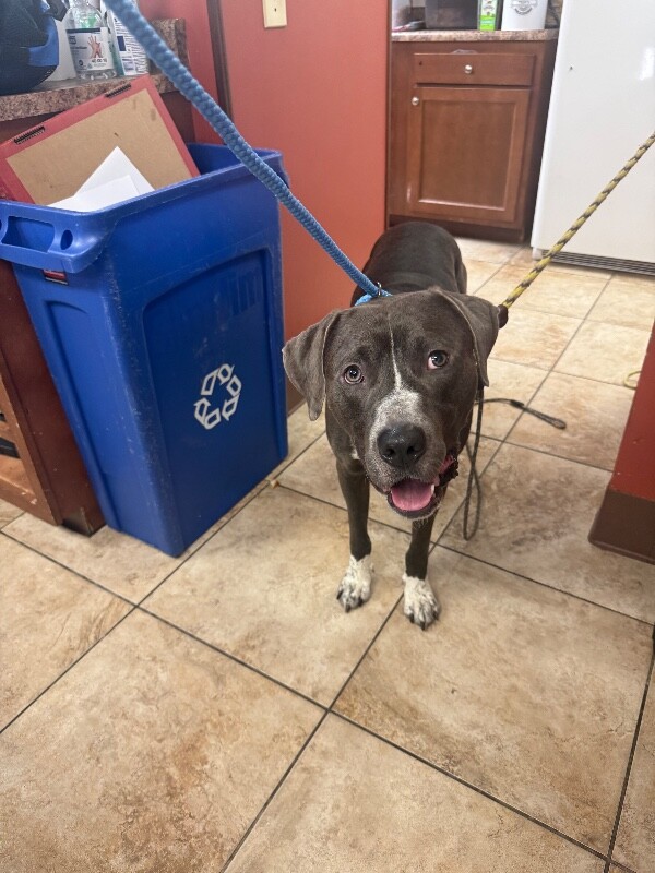 Learn More About Quarter Pounder Quarter Pounder - Dog