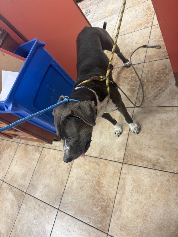 View Quarter Pounder the Dog Photo #3