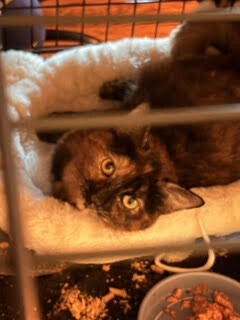 View Marjorie the Cat Photo #5