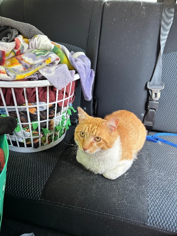 Unknown - Cat