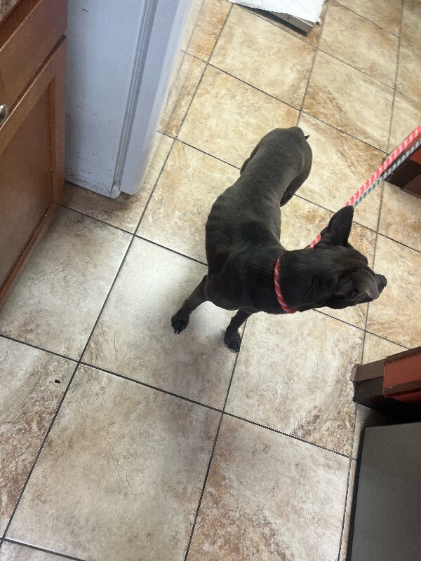 View Paramore the Dog Photo #4