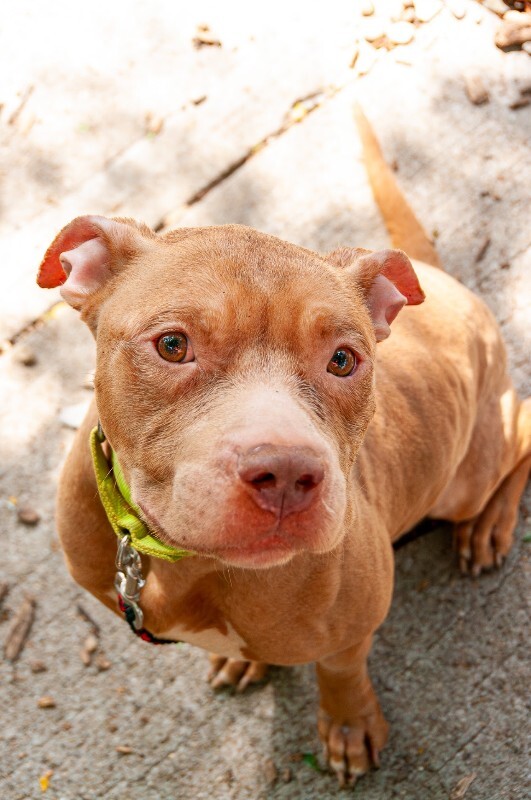 Opie