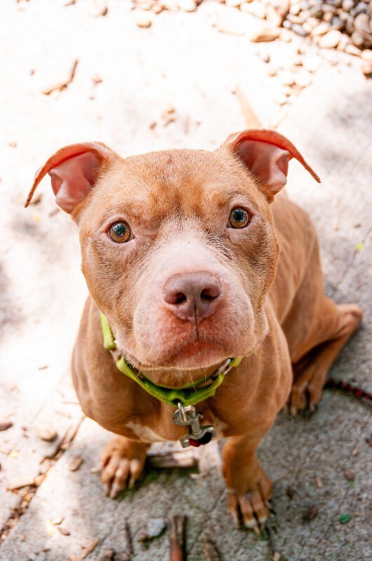 View Opie the Dog Photo #2
