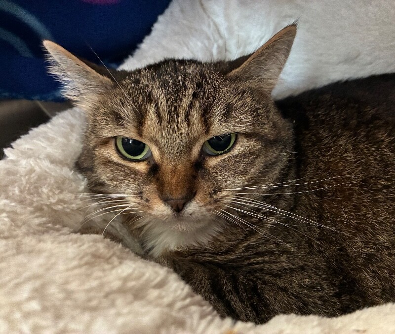 Learn More About Silvie Silvie - Cat