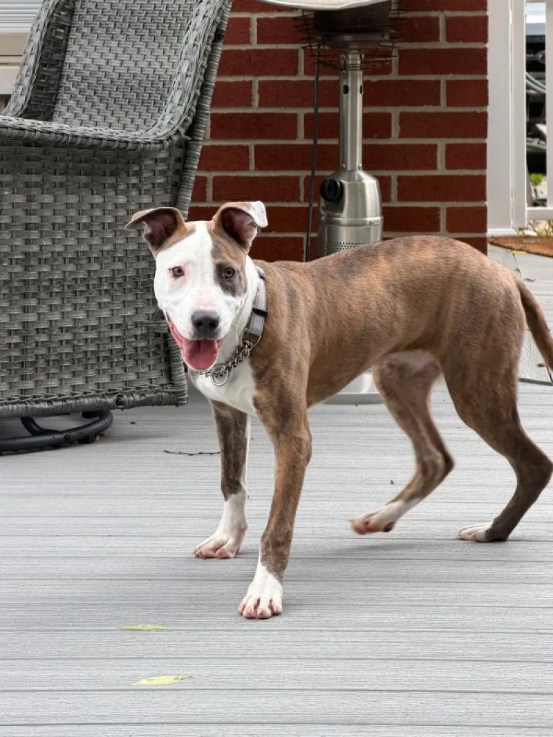 View Nylah the Dog Photo #6