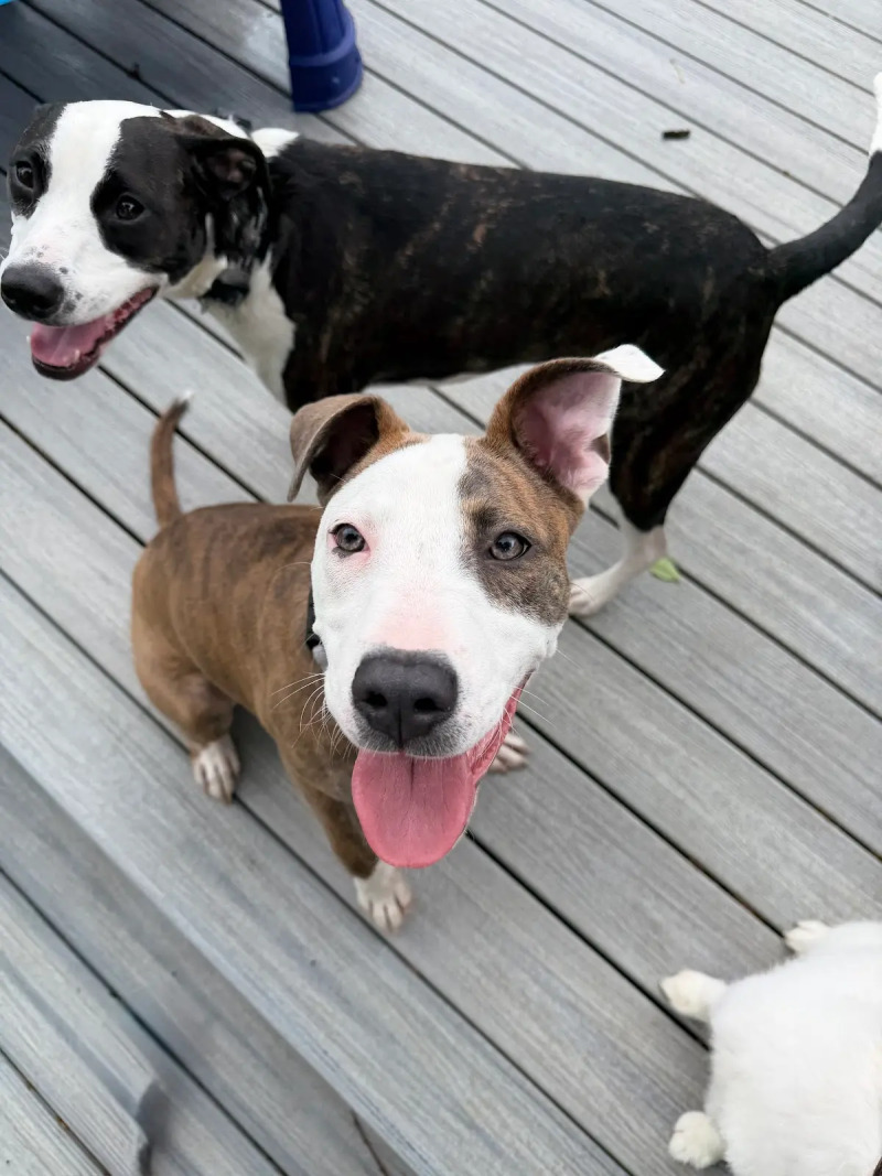 View Nylah the Dog Photo #5