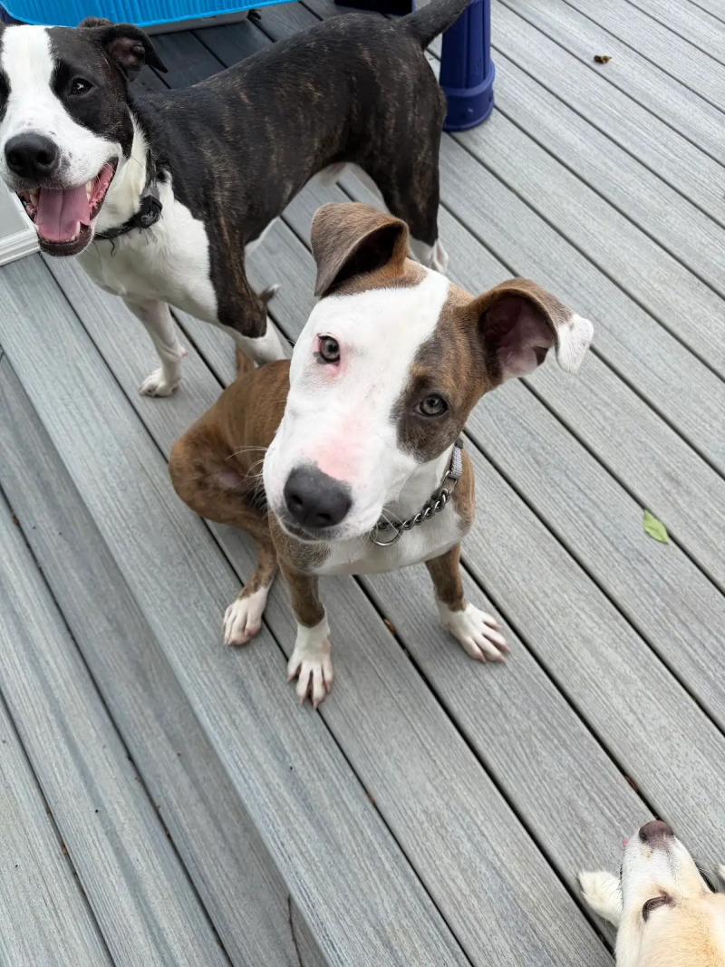 View Nylah the Dog Photo #2