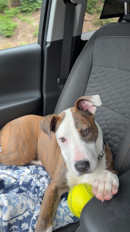 View Nylah the Dog Photo #11