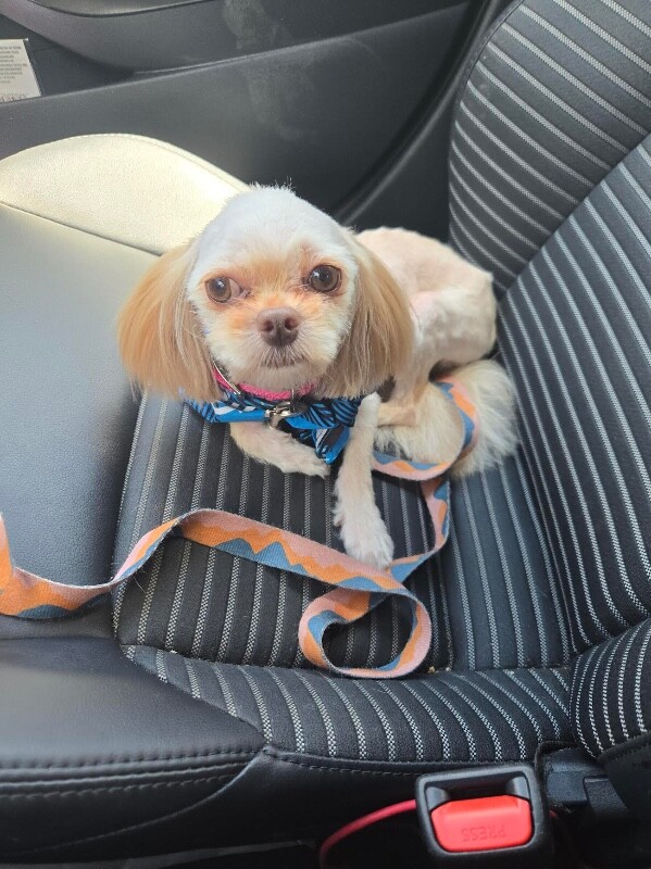 View Bugle the Dog Photo #3