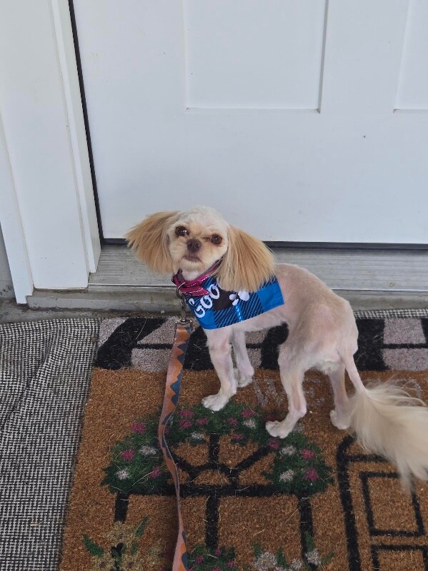 View Bugle the Dog Photo #2