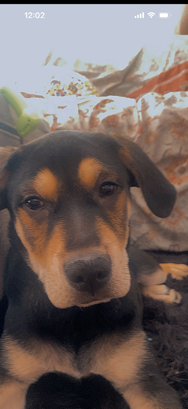 Scooby