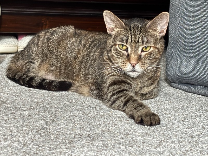 Isabel - Cat