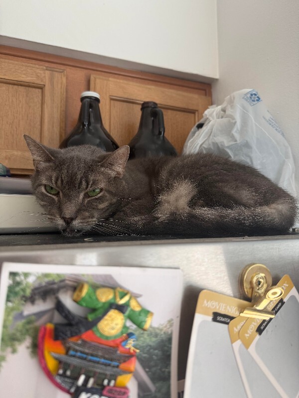 View Pepperoni the Cat Photo #4