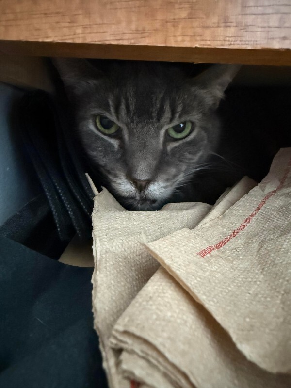 View Pepperoni the Cat Photo #3
