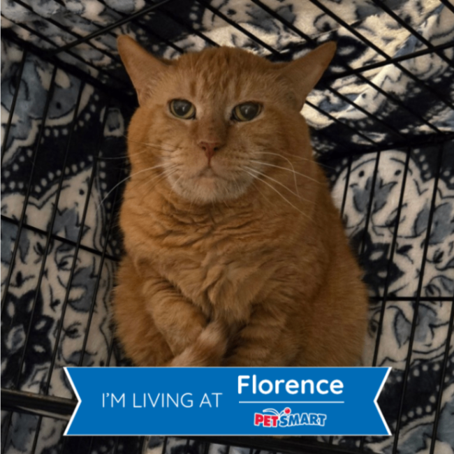 View Bonkers the Cat Photo #2