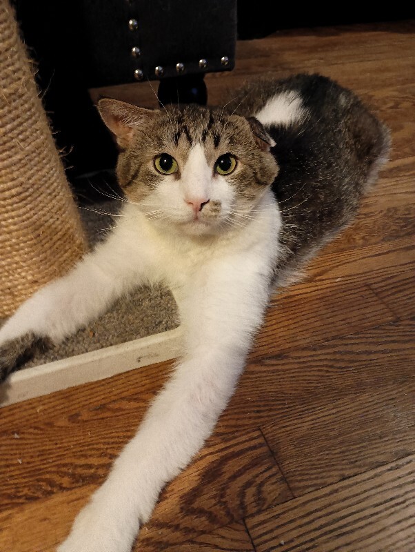 Learn More About Paw Paw - Cat