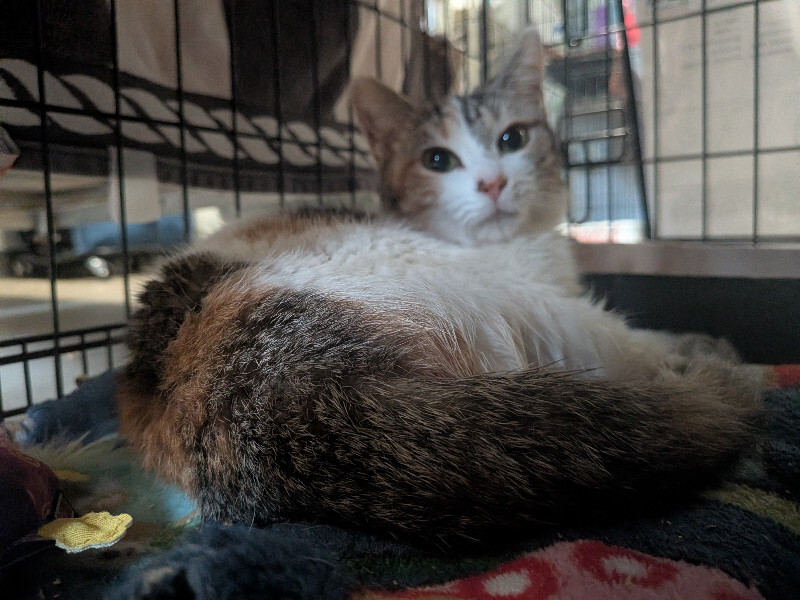 View Callisto the Cat Photo #2