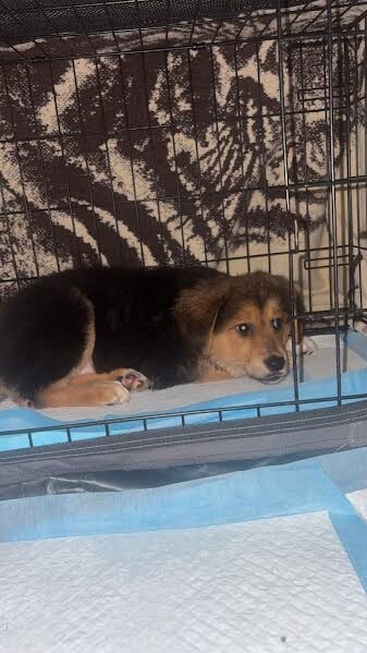 View Romano the Dog Photo #3