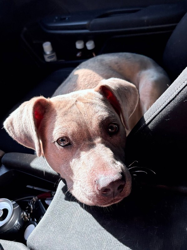 View Dipsy the Dog Photo #3