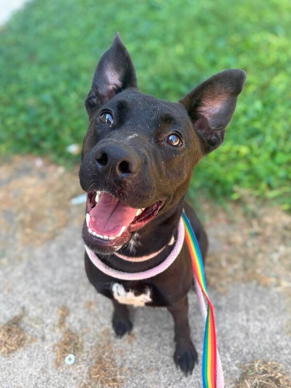 Learn More About Lib Lib - Dog