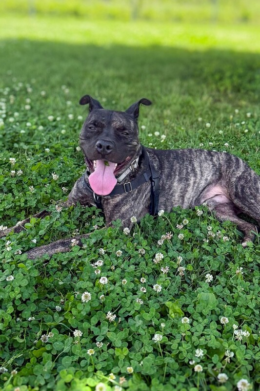 Rocko