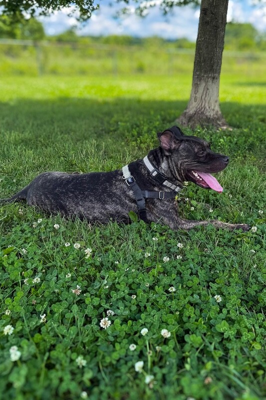 View Chris Brady the Dog Photo #2