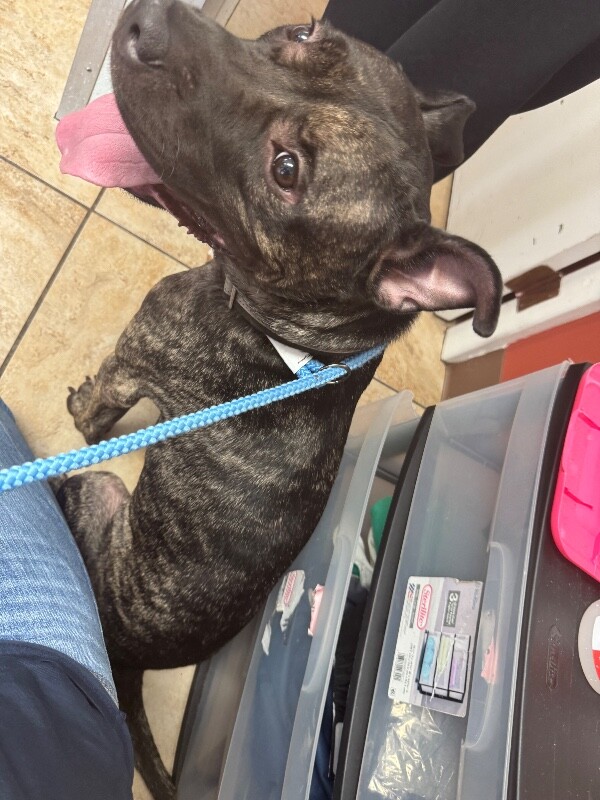View Rocko the Dog Photo #2