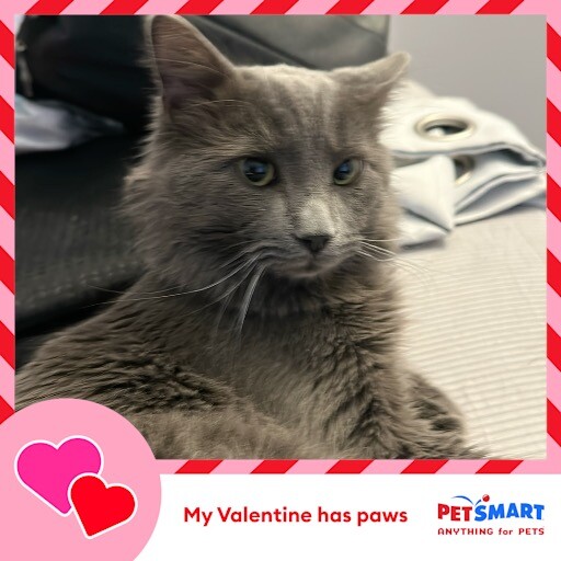 View Asher the Cat Photo #3