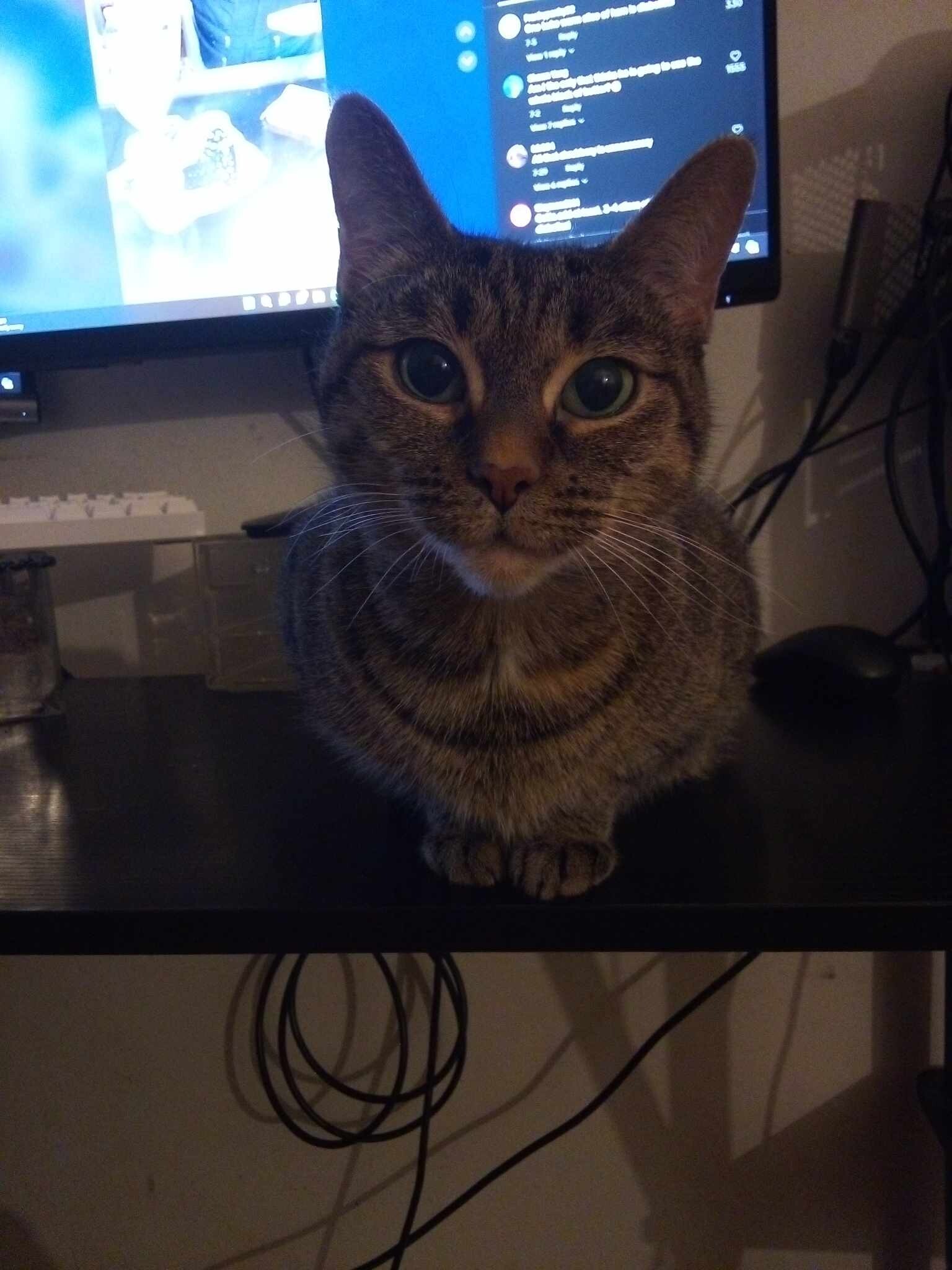 View Rosebud the Cat Photo #3