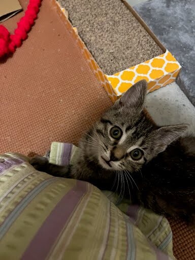 View Bumblebee the Cat Photo #2