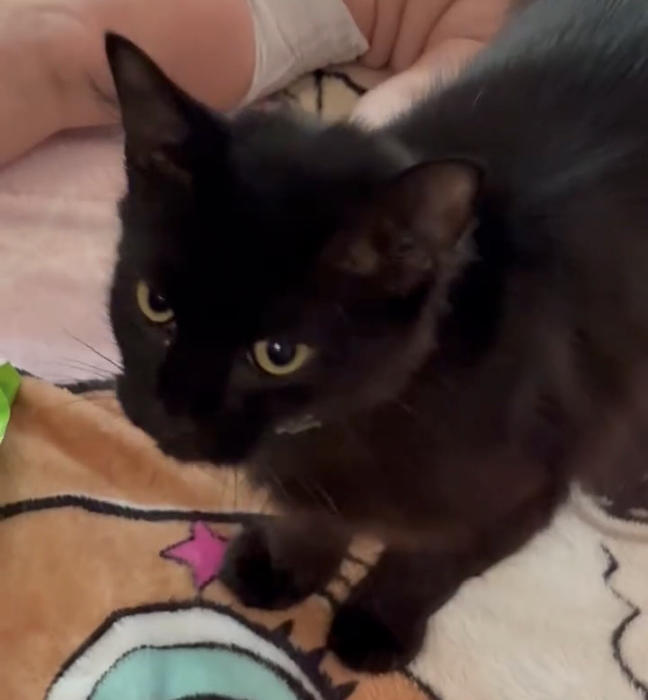 View Tarot the Cat Photo #2