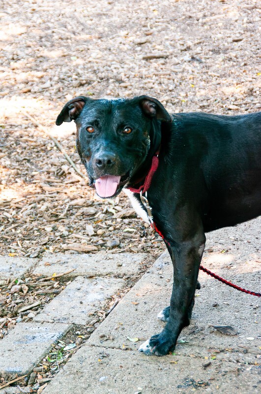 Learn More About Cacti Cacti - Dog