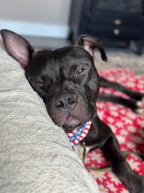 View Bruno the Dog Photo #7