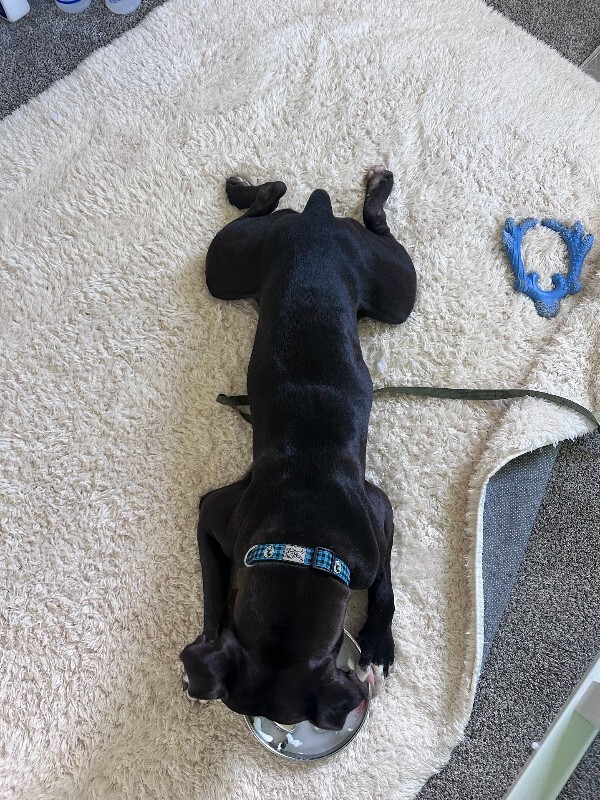 View Bruno the Dog Photo #17
