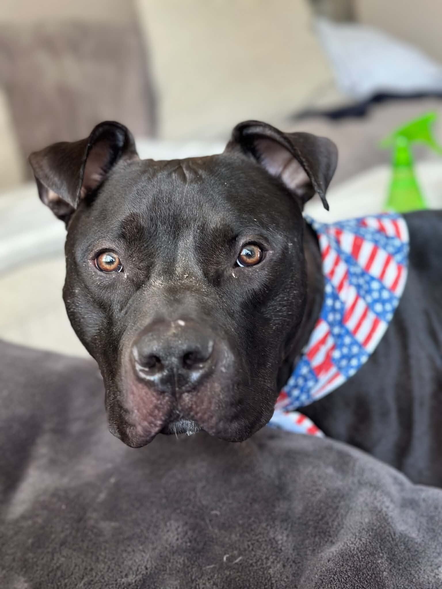 Bruno