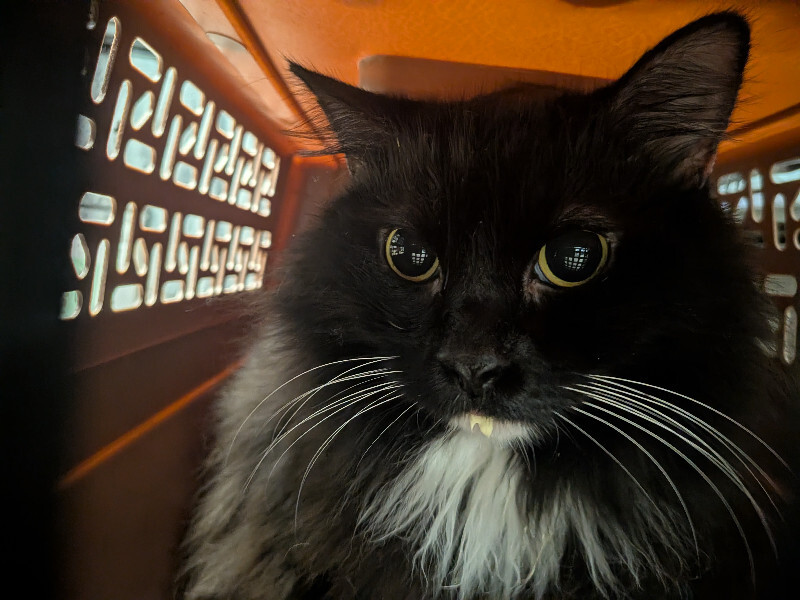 View Scarlet the Cat Photo #4