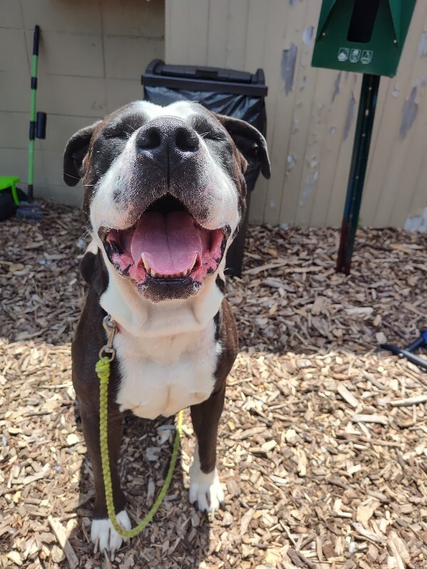 View The Notorious D.o.g the Dog Photo #2