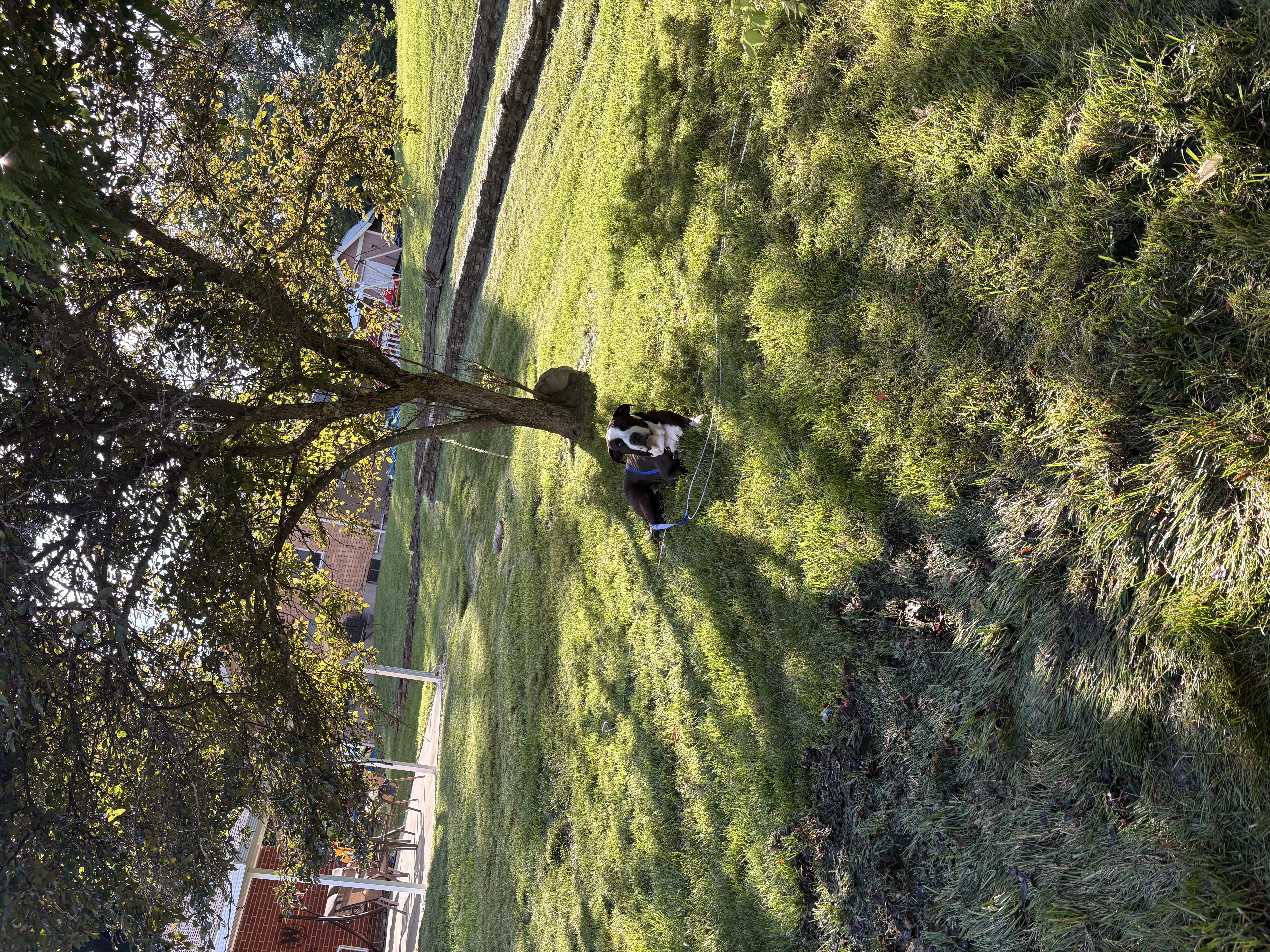 View The Notorious D.o.g the Dog Photo #7