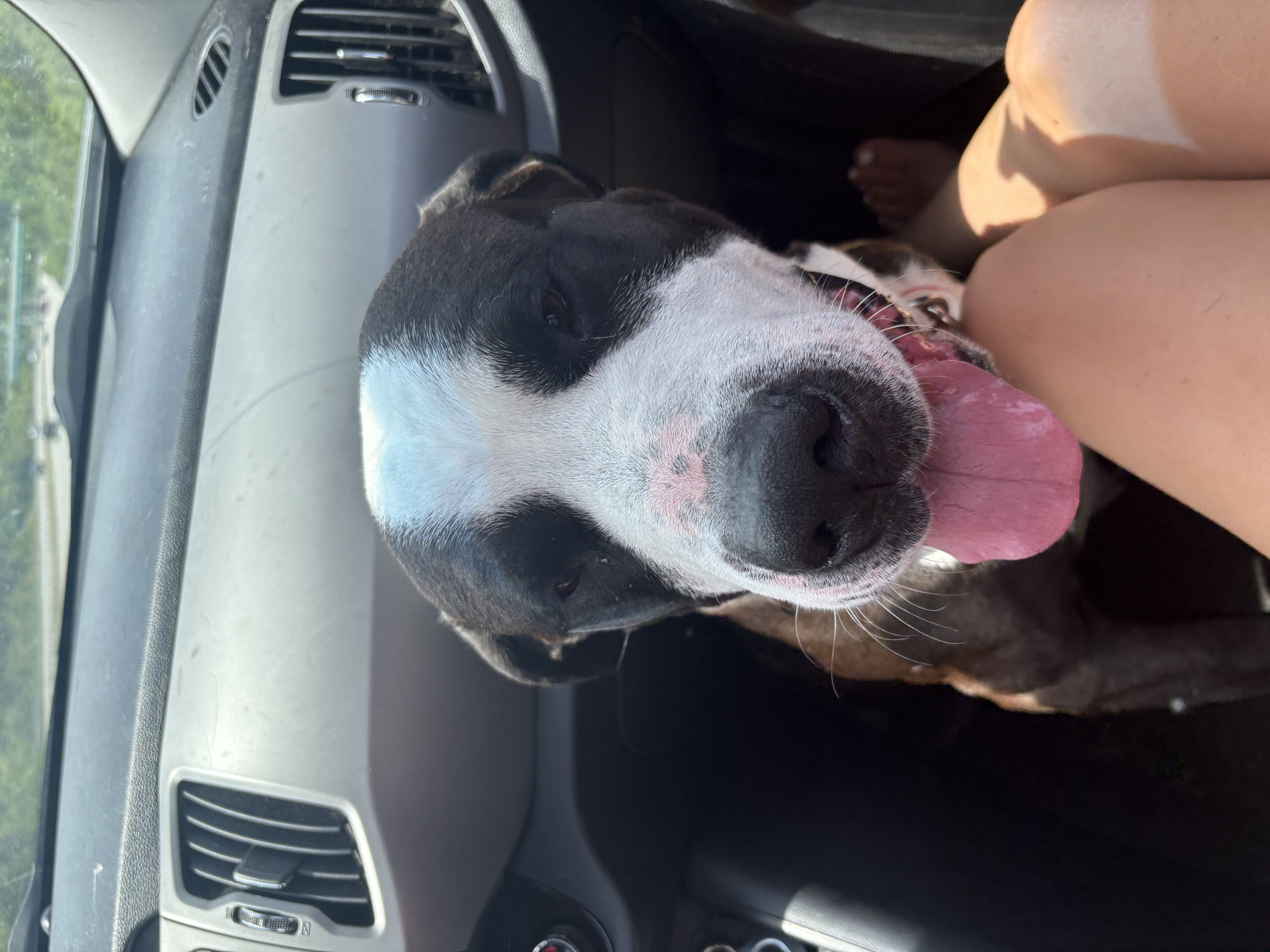 View The Notorious D.o.g the Dog Photo #5