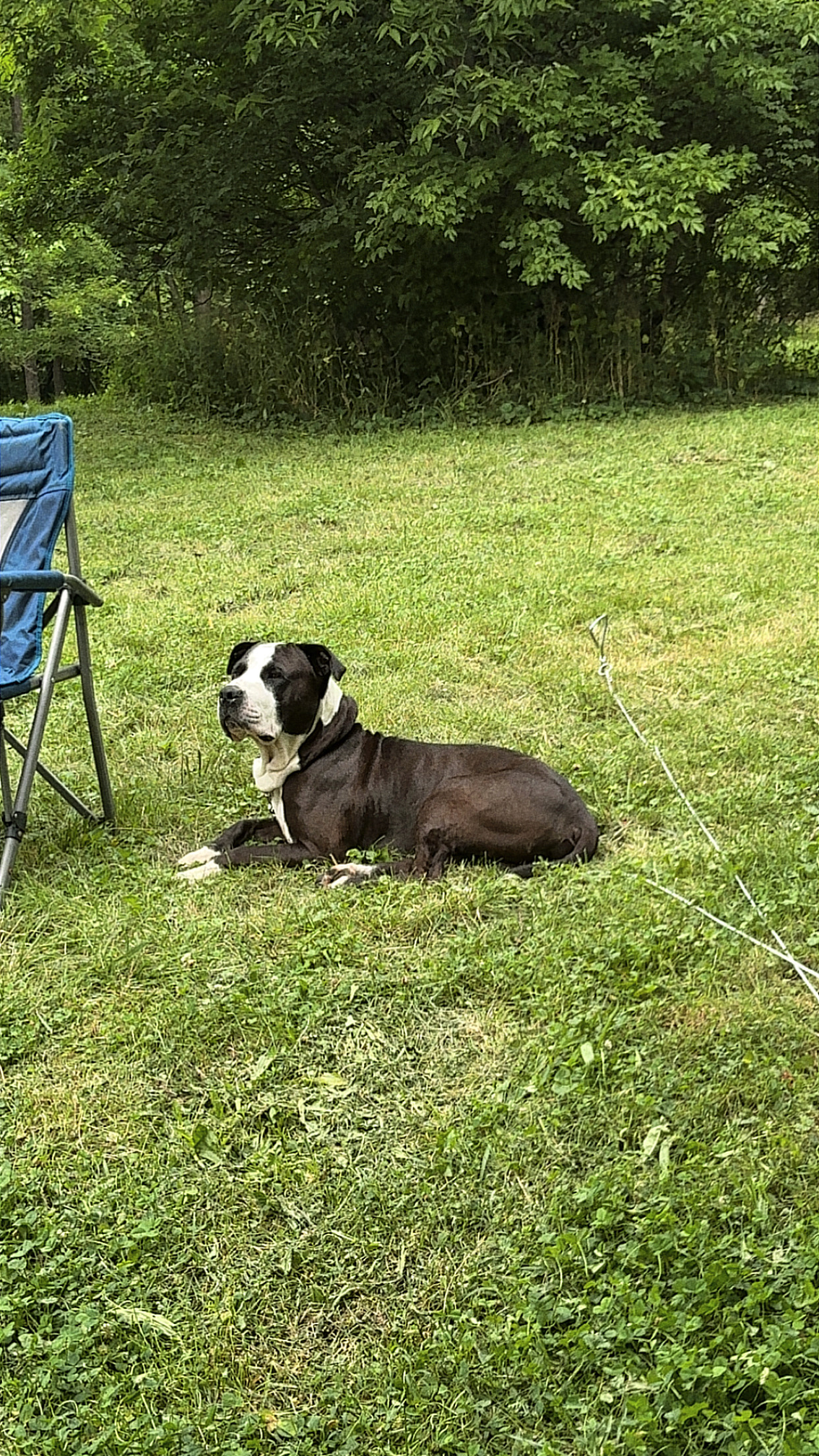 View The Notorious D.o.g the Dog Photo #6
