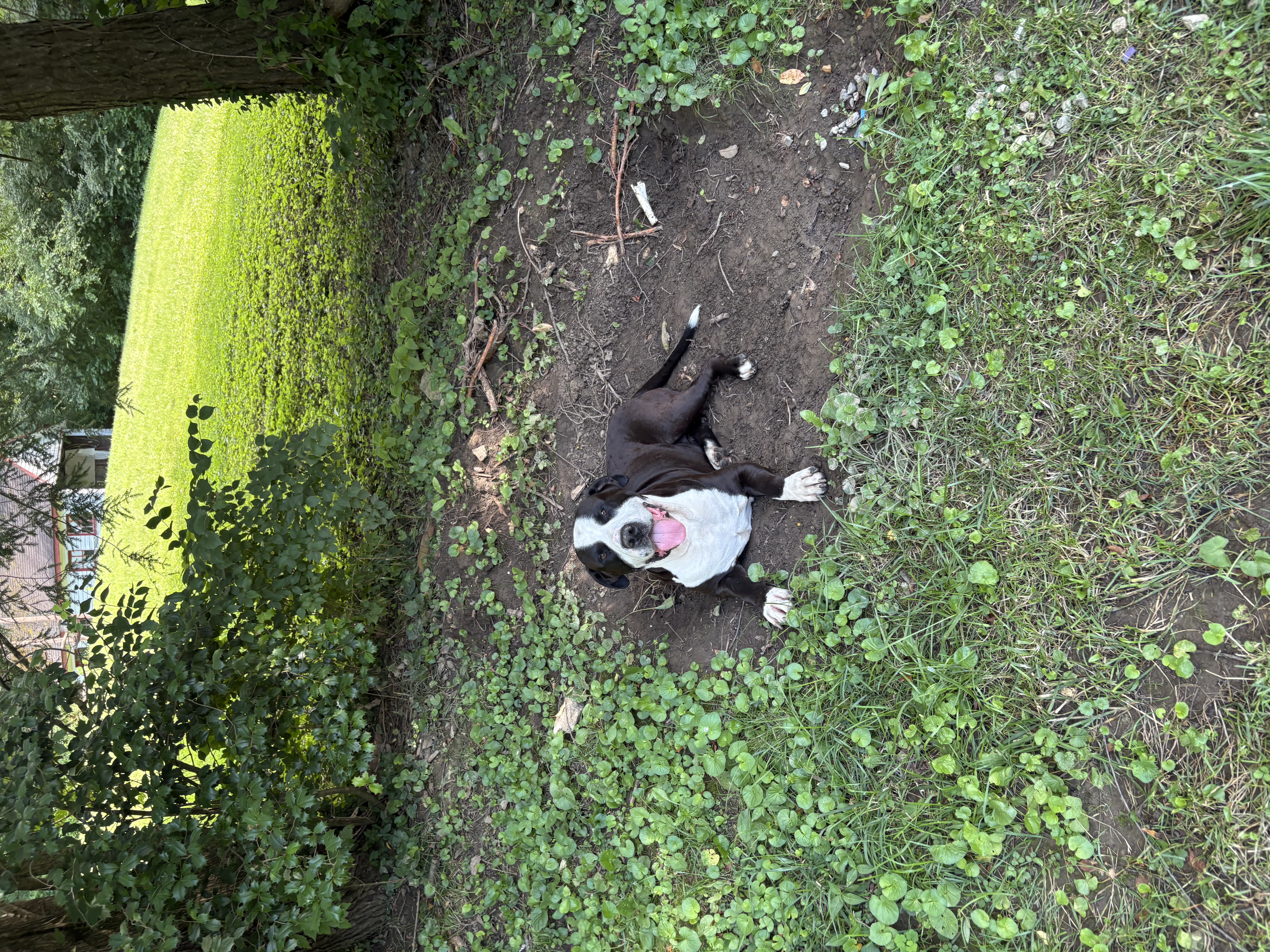View The Notorious D.o.g the Dog Photo #9