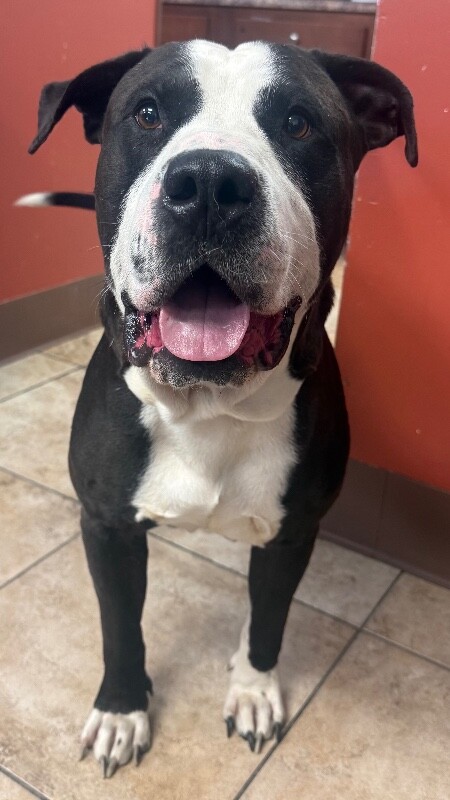 View The Notorious D.o.g the Dog Photo #4