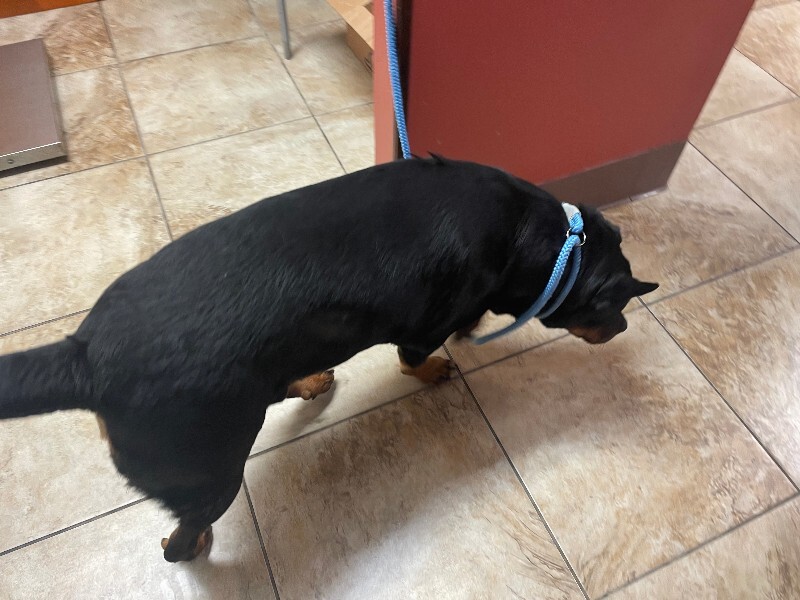 View Hank The Tank the Dog Photo #3