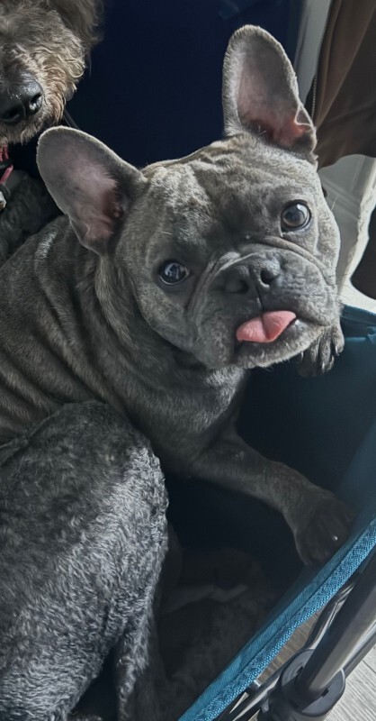 Bella