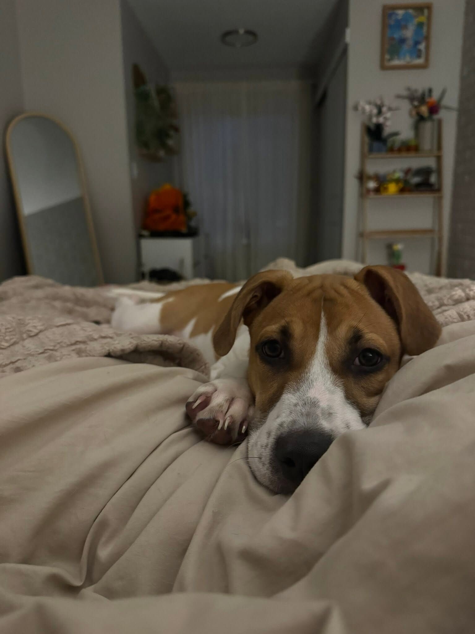 View Kenton the Dog Photo #4