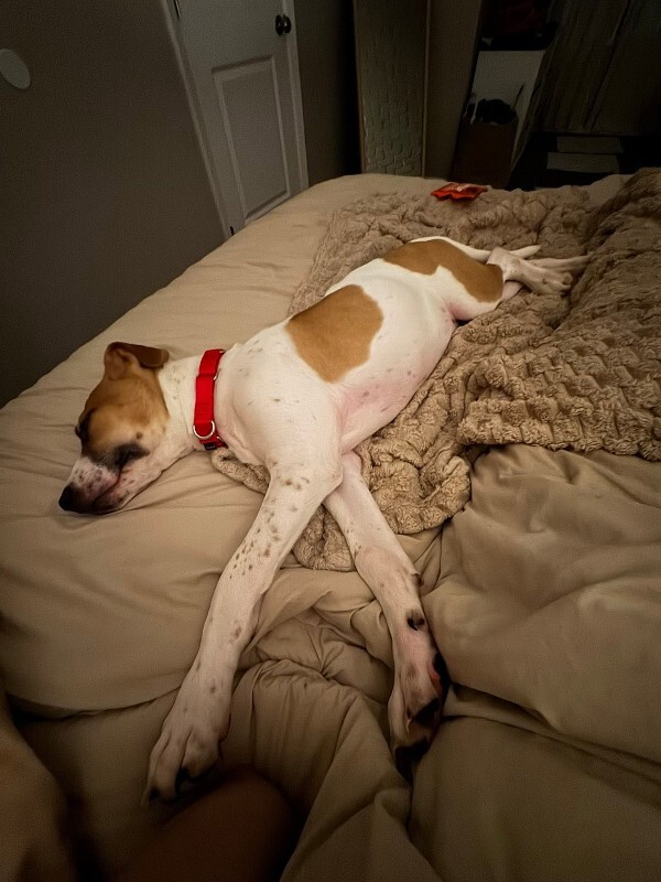 View Kenton the Dog Photo #2