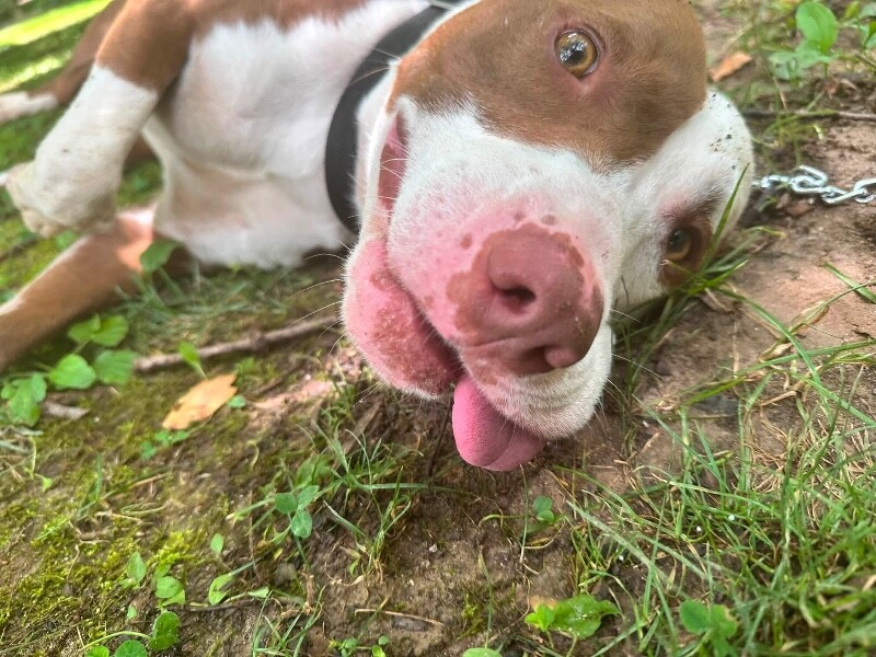 View Lionel Messi the Dog Photo #21